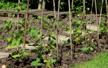 IDEAS: Preparing Your Vegetable Garden for Spring