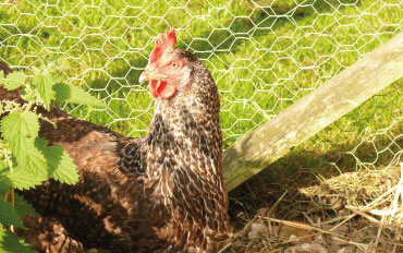 TIPS: How to protect birds from Avian Influenza