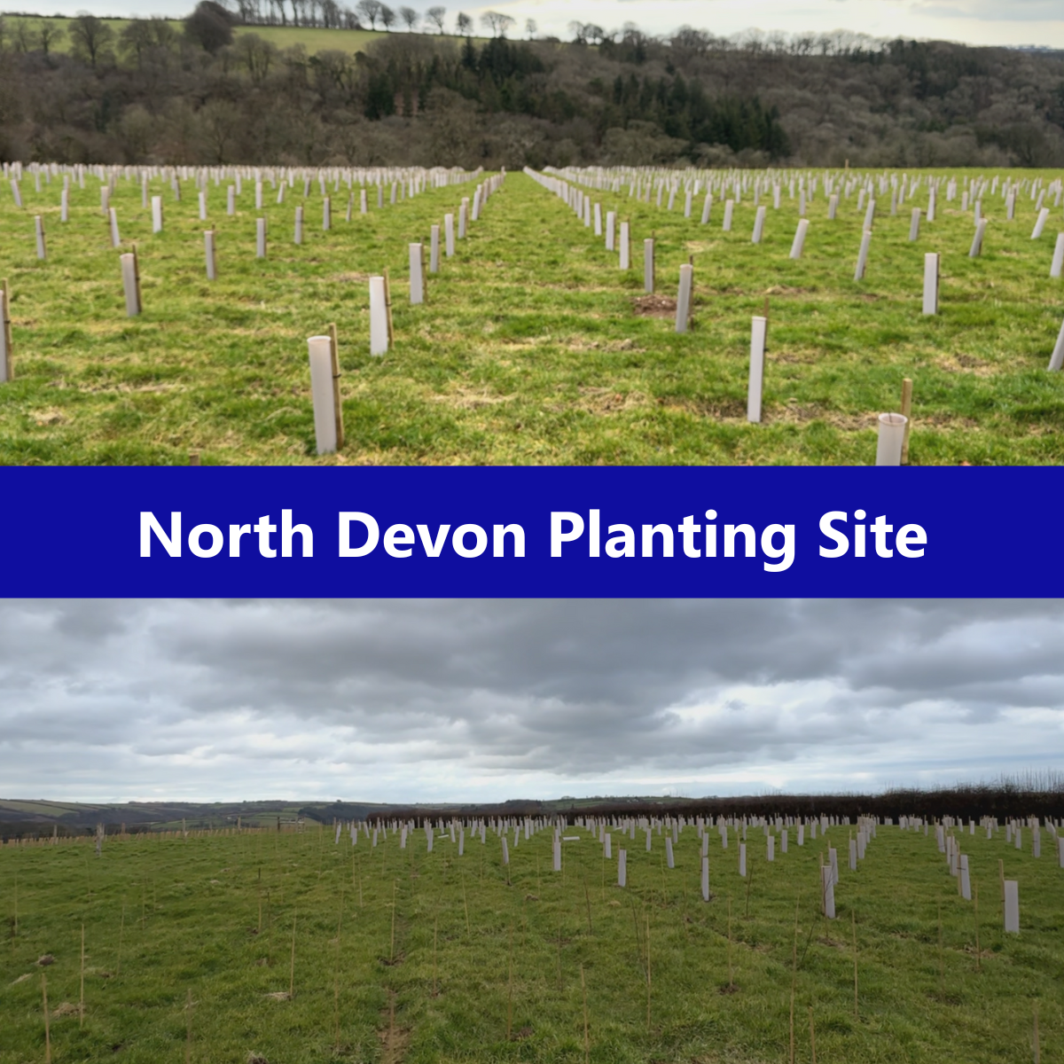 Third image for Supporting Large-Scale Conservation with Vigilis Biodegradable Tree Shelters