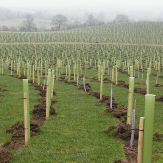 Fourth image for Standard Vigilis Tree Shelters