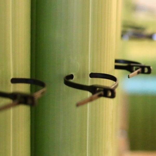 Second image for Standard Vigilis Tree Shelters