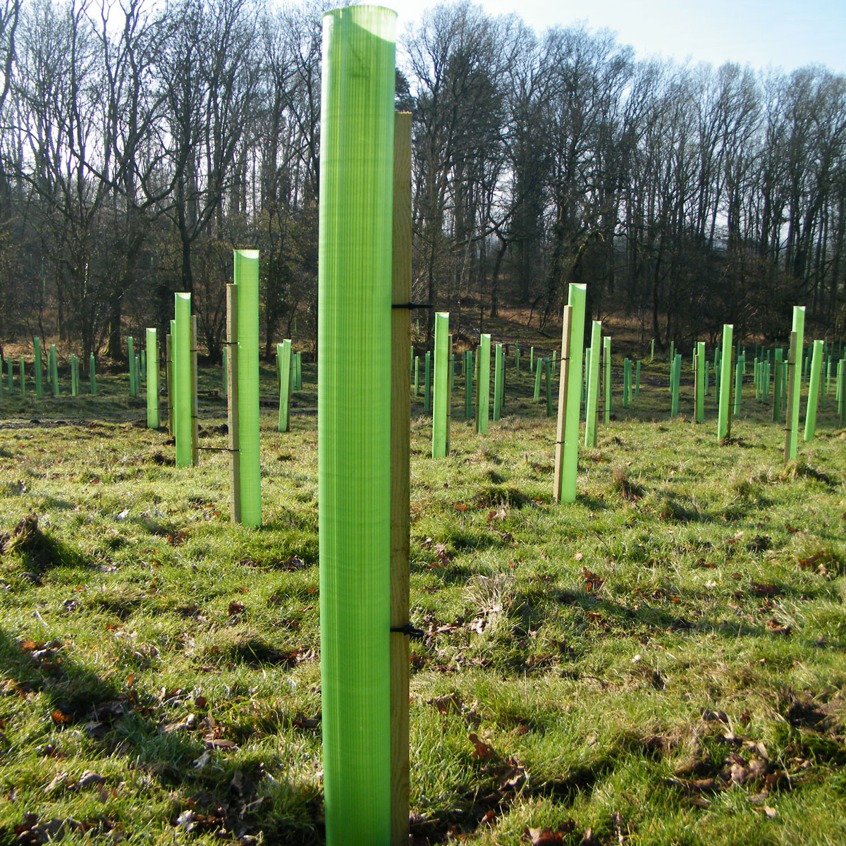 Second image for Vigilis Tree Shelters near Redditch, Worcestershire