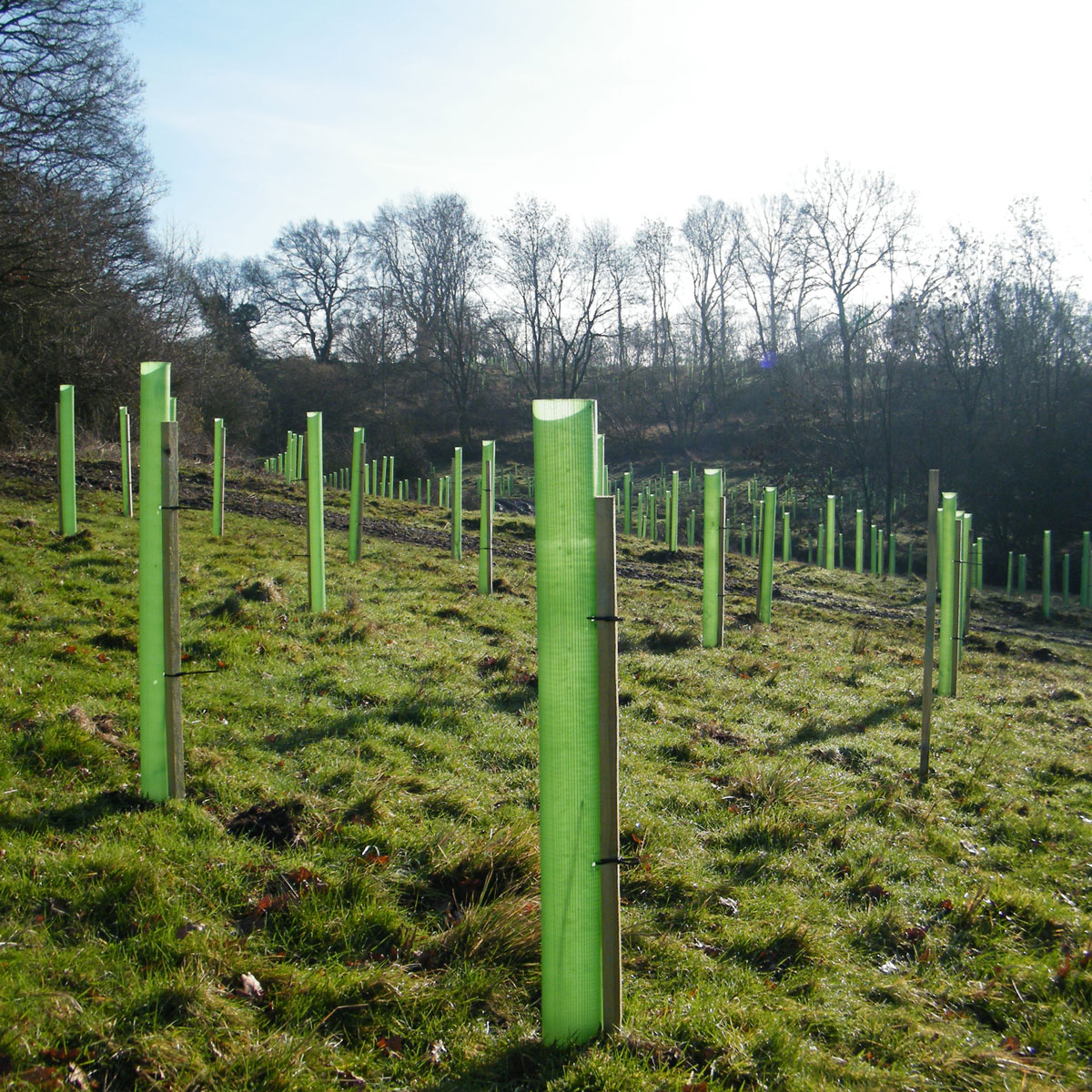 Third image for Vigilis Tree Shelters near Redditch, Worcestershire