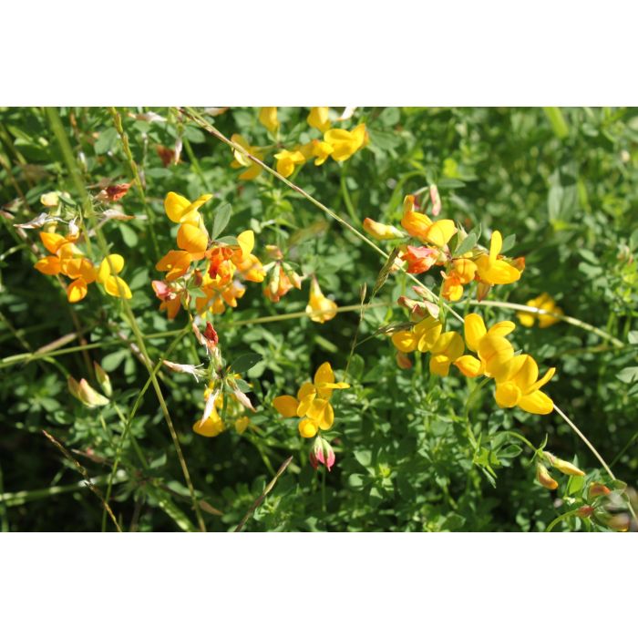 John Chambers | Wildflower Seeds | Green Roof | 100g | For Shallow