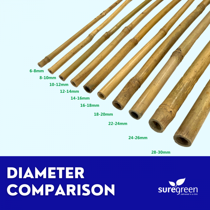 100 x 5ft TONKIN BAMBOO CANES PLANT SUPPORT CANES 14/16mm Diameter 