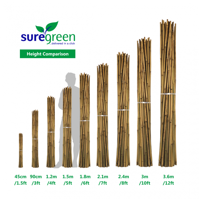 Medium Bamboo Canes Sticks Strong Garden Plant Support 10-12mm 200 x 3ft 90cm 