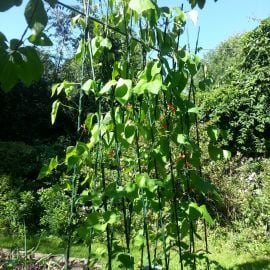 Bean Buddy | Runner Bean Support Frame | In Garden 2