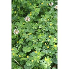John Chambers | Wildflower Seeds | Flowering Lawn | 10g | Light Footfall Tolerant