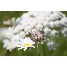 John Chambers | Wildflower Seeds | Dual Purpose | 10g | Annual & Perrenial