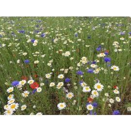 John Chambers | Wildflower Seeds | Cornfield Annual | 10g | Vibrant Blend