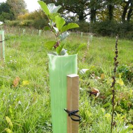 Vigilis tree shelters ideal for protecting young trees from browsing animals, herbicides and more - product image