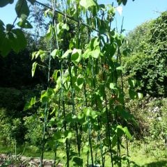 Bean Buddy | Runner Bean Support Frame | In Garden 2