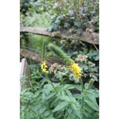 John Chambers | Wildflower Seeds | Sand/Dry Soils | 10g | Hardy Mix