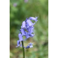 John Chambers | Wildflower Seeds | Shade Mix | 10g | Shade Friendly
