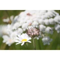 John Chambers | Wildflower Seeds | Dual Purpose | 10g | Annual & Perrenial