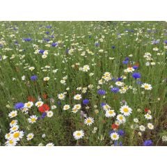 John Chambers | Wildflower Seeds | Cornfield Annual | 10g | Vibrant Blend