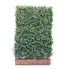 Euonymus Dart’s Blankets Living Green Screen