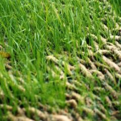 Greenfix Geojute
