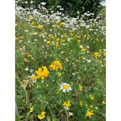 John Chambers | Wildflower Seeds | Green Roof | 10g | For Shallow Depths