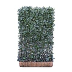Hedera helix Woerner - Green Screen