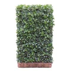 Hedera helix Green Ripple - Green Screen