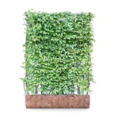 Hornbeam Carpinus Betulus Living Green Screen 
