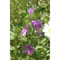 John Chambers | Wildflower Seeds | Pond/Water Edge | 10g | Water Tolerant
