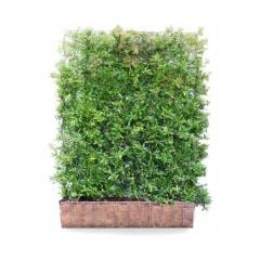Pyracantha Dart's Red Living Green Screen