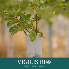 Vigilis-Bio Biodegradable Tree Shelters