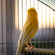 Bird Cages & Aviary Wire