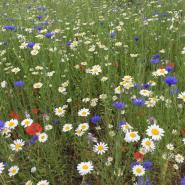 Grass & Wildflower Seeds 