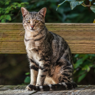 Cat Fencing & Enclosures