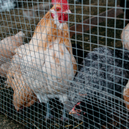 Poultry Fencing & Chicken Runs