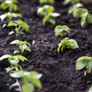 Crop, Veg and Plant Protection