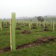 Tree Stakes 