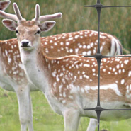 Deer Control Fencing