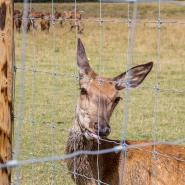 Deer Fencing 