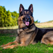 Dog Cage Mesh