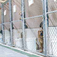 Dog & Kennel Fencing