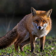 Fox Proof Fencing
