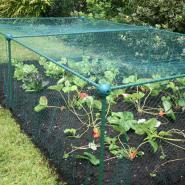 Brassica Cages