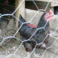 Galvanised Chicken Wire