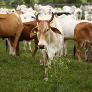 Livestock Fencing