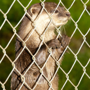 Otter Fencing