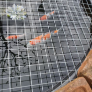 Pond Coverings