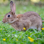 Rabbit Fencing Netting