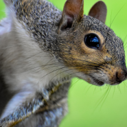 Rat & Squirrel Protection