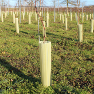 Vine Shelters