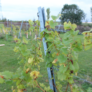 Trellis Posts