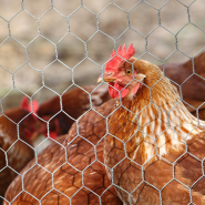 Chicken Wire